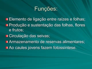 Funções:
Elemento de ligação entre raízes e folhas;
Produção e sustentação das folhas, flores
e frutos;
Circulação das seivas;
Armazenamento de reservas alimentares;
Ao caules jovens fazem fotossíntese.
 