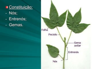 Constituição:
- Nós;
- Entrenós;
- Gemas.
 