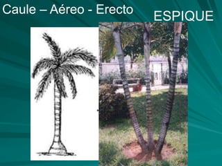 ESPIQUE
Caule – Aéreo - Erecto
 