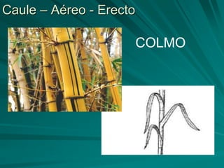 Caule – Aéreo - Erecto
COLMO
 