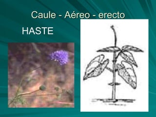 Caule - Aéreo - erecto
HASTE
 