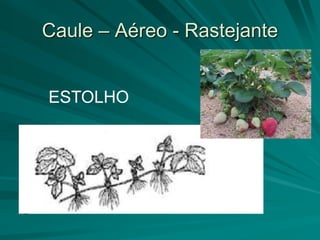 Caule – Aéreo - Rastejante
ESTOLHO
 