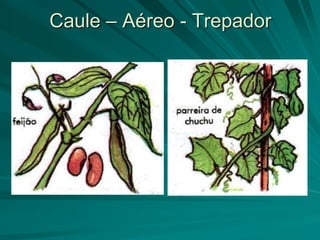 Caule – Aéreo - Trepador
 