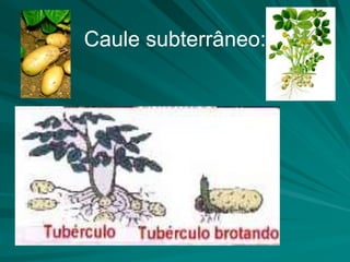 Caule subterrâneo:
 