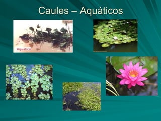 Caules – Aquáticos
 