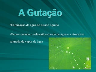 •Eliminação de água no estado líquido
•Ocorre quando o solo está saturado de água e a atmosfera
saturada de vapor de água
 