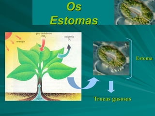 Os
Estomas
Estoma
Trocas gasosas
 