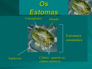 Células - guarda ou
células oclusivas
OstíoloCloroplastos
Estrutura
estomática
Epiderme
Os
Estomas
 