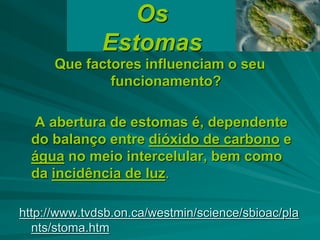 Que factores influenciam o seu
funcionamento?
A abertura de estomas é, dependente
do balanço entre dióxido de carbono e
água no meio intercelular, bem como
da incidência de luz.
http://www.tvdsb.on.ca/westmin/science/sbioac/pla
nts/stoma.htm
Os
Estomas
 