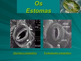 Os
Estomas
Abertura estomática Fechamento estomático
 
