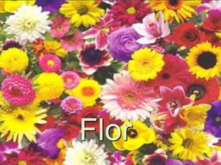 Flor
 