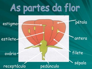 estigma
estilete
ovário
antera
filete
pétala
sépala
pedúnculoreceptáculo
 