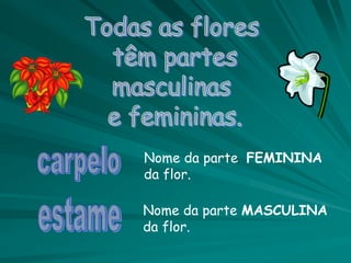 Nome da parte FEMININA
da flor.
Nome da parte MASCULINA
da flor.
 