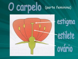 (parte feminina)
 