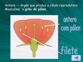 Antera → órgão que produz a célula reprodutora
Masculina: o grão de pólen.
 