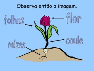 Observa então a imagem.
 