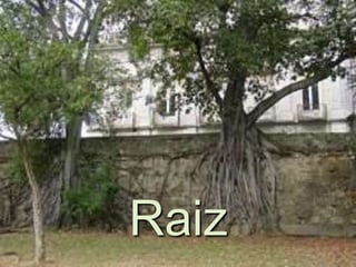 Raiz
 