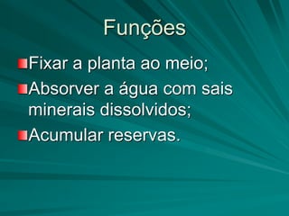 Funções
Fixar a planta ao meio;
Absorver a água com sais
minerais dissolvidos;
Acumular reservas.
 