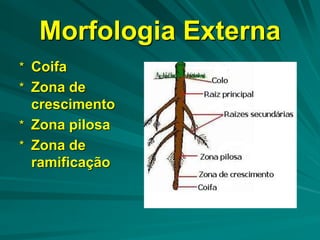 Morfologia Externa
* Coifa
* Zona de
crescimento
* Zona pilosa
* Zona de
ramificação
 