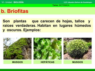VI - Unidad : BIOLOGÍA
Tema: BOTÁNICA
I.E.P «Nuestra Señora de Guadalupe»
b. Briofitas
Son plantas que carecen de hojas, tallos y
raíces verdaderas. Habitan en lugares húmedos
y oscuros. Ejemplos:
MUSGOS HEPÁTICAS MUSGOS
 