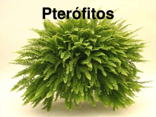 PLANTAS VASCULARES SIN SEMILLAS PDF DOWNLOAD PLANTAS VASCULARES SIN SEMILLAS PDF DOWNLOAD