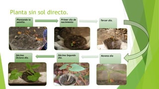 Planta sin sol directo.
Plantando la
semilla.
Primer día de
nacimiento
Tercer día.
Décimo
Octavo día.
Décimo Segundo
día.
Noveno día
 