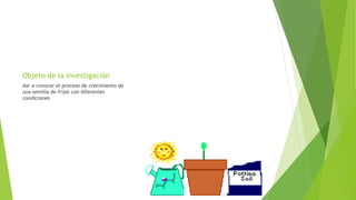 Objeto de la investigación
dar a conocer el proceso de crecimiento de
una semilla de frijol con diferentes
condiciones
 