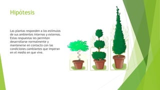 Hipótesis
Las plantas responden a los estímulos
de sus ambientes internos y externos.
Estas respuestas les permiten
desarrollarse normalmente y
mantenerse en contacto con las
condiciones cambiantes que imperan
en el medio en que vive.
 