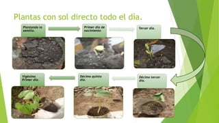 Plantas con sol directo todo el día.
Plantando la
semilla.
Primer día de
nacimiento
Tercer día.
Vigésimo
Primer día.
Décimo quinto
día.
Décimo tercer
día.
 