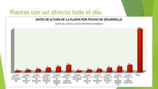 Plantas con sol directo todo el día.
 