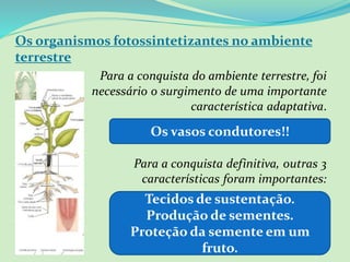 Os organismos fotossintetizantes no ambiente
terrestre
Para a conquista do ambiente terrestre, foi
necessário o surgimento de uma importante
característica adaptativa.
Para a conquista definitiva, outras 3
características foram importantes:
1. .
Os vasos condutores!!
Tecidos de sustentação.
Produção de sementes.
Proteção da semente em um
fruto.
 