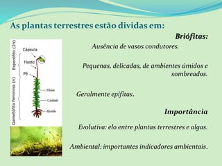 As plantas terrestres estão dividas em:
Briófitas:
Ausência de vasos condutores.
Pequenas, delicadas, de ambientes úmidos e
sombreados.
Geralmente epífitas.
Importância
Evolutiva: elo entre plantas terrestres e algas.
Ambiental: importantes indicadores ambientais.
 