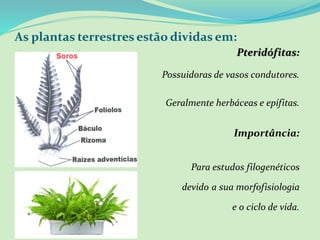 As plantas terrestres estão dividas em:
Pteridófitas:
Possuidoras de vasos condutores.
Geralmente herbáceas e epífitas.
Importância:
Para estudos filogenéticos
devido a sua morfofisiologia
e o ciclo de vida.
 