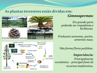 As plantas terrestres estão dividas em:
Gimnospermas:
Em grande parte
arbóreas, podendo ser trepadeiras e
herbáceas.
Produzem sementes, porém,
sementes nuas.
Não forma flores perfeitas.
Importância:
Principalmente
econômica – principal fonte de
recursos madeireiros.
 