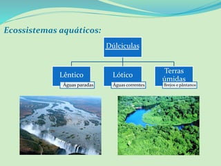 Ecossistemas aquáticos:
Dúlciculas
Lêntico
Águas paradas
Lótico
Águas correntes
Terras
úmidas
Brejos e pântanos
 