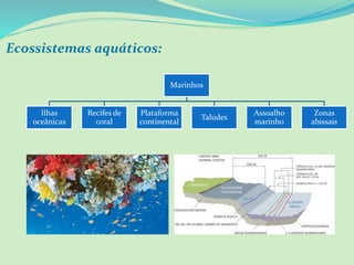 Ecossistemas aquáticos:
Marinhos
Ilhas
oceânicas
Recifes de
coral
Plataforma
continental
Taludes
Assoalho
marinho
Zonas
abissais
 