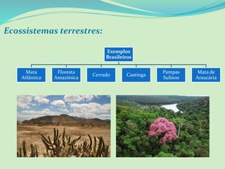 Ecossistemas terrestres:
Exemplos
Brasileiros
Mata
Atlântica
Floresta
Amazônica
Cerrado Caatinga
Pampas
Sulinos
Mata de
Araucária
 