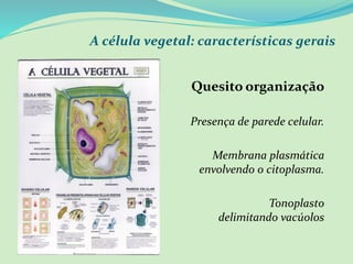 A célula vegetal: características gerais
Quesito organização
Presença de parede celular.
Membrana plasmática
envolvendo o citoplasma.
Tonoplasto
delimitando vacúolos
 