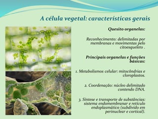 A célula vegetal: características gerais
Quesito organelas:
Reconhecimento: delimitadas por
membranas e movimentas pelo
citoesqueleto .
Principais organelas e funções
básicas:
1. Metabolismos celular: mitocôndrias e
cloroplastos.
2. Coordenação: núcleo delimitado
contendo DNA.
3. Síntese e transporte de substâncias:
sistema endomembranar e retículo
endoplasmático (subdivido em
perinuclear e cortical).
 