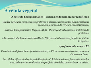 A célula vegetal
O Retículo Endoplasmático – sistema endomembranar ramificado
Grande parte dos componentes protéicos e lipídicos encontrados nas membranas
são manufaturados do retículo endoplasmático.
Retículo Endoplasmático Rugoso (RER) - Presença de ribossomos, sintetizando
proteínas.
2.Retículo Endoplasmático Liso (REL) - Não possui ribossomos, função de síntese
de lipídios.
Aprofundando sobre o RE
Em células indiferenciadas (meristemáticas) – RE escasso e com isso encontramos
ribossomos livres.
Em células diferenciadas (especializadas) – O RE é abundante, formando túbulos
que podem estar localizadas na periferia do núcleo ou no córtex da célula.
 