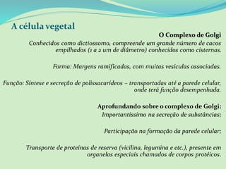 A célula vegetal
O Complexo de Golgi
Conhecidos como dictiossomo, compreende um grande número de cacos
empilhados (1 a 2 um de diâmetro) conhecidos como cisternas.
Forma: Margens ramificadas, com muitas vesículas associadas.
Função: Síntese e secreção de polissacarídeos – transportadas até a parede celular,
onde terá função desempenhada.
Aprofundando sobre o complexo de Golgi:
Importantíssimo na secreção de substâncias;
Participação na formação da parede celular;
Transporte de proteínas de reserva (vicilina, legumina e etc.), presente em
organelas especiais chamados de corpos protéicos.
 