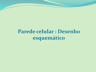 Parede celular : Desenho
esquemático
 