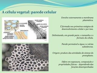 A célula vegetal: parede celular
Envolve externamente a membrana
plasmática.
É formada nos primeiros estágios de
desenvolvimento celular e por isso.
Delimitando, em grande parte, o tamanho e o
formato da célula.
Parede permeável a água e a várias
substâncias.
Origem: produto das atividades de síntese do
protoplasto.
Difere em espessura, composição e
propriedades físicas – dependendo das
funções desempenhadas
 