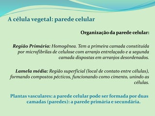A célula vegetal: parede celular
Organizaçãoda parede celular:
Região Primária: Homogênea. Tem a primeira camada constituída
por microfibrilas de celulose com arranjo entrelaçado e a segunda
camada dispostas em arranjos desordenados.
Lamela média: Região superficial (local de contato entre células),
formando compostos pécticos, funcionando como cimento, unindo as
células.
Plantas vasculares: a parede celular pode ser formada por duas
camadas (paredes): a parede primária e secundária.
 