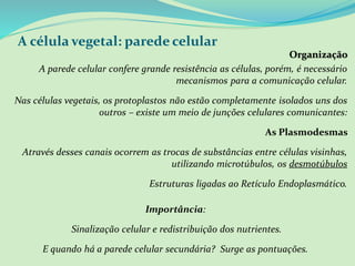 A célula vegetal: parede celular
Organização
A parede celular confere grande resistência as células, porém, é necessário
mecanismos para a comunicação celular.
Nas células vegetais, os protoplastos não estão completamente isolados uns dos
outros – existe um meio de junções celulares comunicantes:
As Plasmodesmas
Através desses canais ocorrem as trocas de substâncias entre células visinhas,
utilizando microtúbulos, os desmotúbulos
Estruturas ligadas ao Retículo Endoplasmático.
Importância:
Sinalização celular e redistribuição dos nutrientes.
E quando há a parede celular secundária? Surge as pontuações.
 
