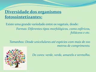 Diversidade dos organismos
fotossintetizantes:
Existe uma grande variedade entre os vegetais, desde:
Formas: Diferentes tipos morfológicos, como esféricos,
foliáceos e etc.
Tamanhos: Desde unicelulares até espécies com mais de 100
metros de comprimento.
De cores: verde, verde, amarelo e vermelho.
 