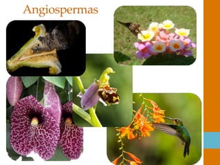 Angiospermas
 