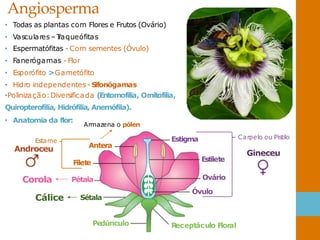 Angiosperma
• Todas as plantas com Flores e Frutos (Ovário)
• Vasculares –T
raqueófitas
• Espermatófitas - Com sementes (Óvulo)
• Fanerógamas - Flor
• Esporófito >Gametófito
• Hidro independentes -S
ifonógamas
•Polinização:Diversificada (Entomofilia, Ornitofilia,
Quiropterofilia, Hidrófilia, Anemófila).
• Anatomia da flor:
Estigma
Estilete
Ovário
lo
Óvu
tera
An
Filete
Pétala
Sétala
R
eceptáculo Floral
dúnculo
Pe
Armazena o pólen
Carpelo ou Pistilo
Gineceu
Estame
Androceu
Corola
Cálice
 