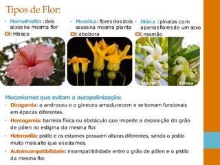 Tipos de Flor:
Mecanismos que evitam a autopolinização:
• Dicogamia: o androceu e o gineceu amadurecem e se tornam funcionais
em épocas diferentes.
• Hercogamia: barreira física ou obstáculo que impede a deposição do grão
de pólen no estigma da mesma flor
.
• Heterostilia: pistilo e os estames possuem alturas diferentes, sendo o pistilo
muito mais alto que osestames.
• Autoincompatibilidade: incompatibilidade entre o grão de pólen e o pistilo
da mesma flor
.
• Hermafrodita :dois
sexos na mesma flor
EX:Hibisco
• Monóica:flores dosdois
sexos na mesma planta
EX: abobora
• Dióica :plnatas com
apenas flores de um sexo
EX:mamão
 