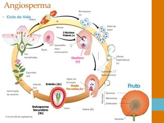 Angiosperma
• Ciclo de Vida
2Núcleos
Polares (n)
Oosfera
(n)
Embrião (2n)
Endosperma
Secundário
(3n)
Casca (2n)
F
ruto
Dupla
Fecundação
 